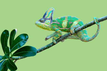 Chameleon in the Tree