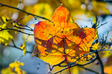 golden colored autumn leaves in nature