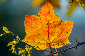 golden colored autumn leaves in nature