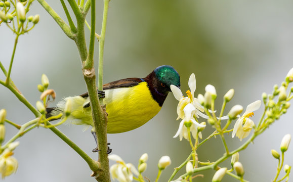 Purple Headed Sunbird