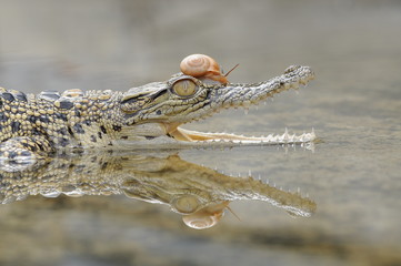crocodiles in the water with snails