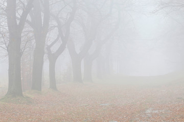 Trees on an alley shrouded in fog.