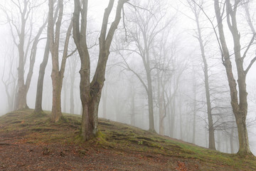 Fototapeta na wymiar Trees on an alley shrouded in fog.