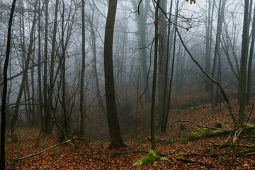Obraz premium Foggy autumn forest, beautiful october morning.