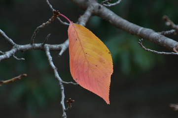 黄色からオレンジ色のグラデーションに色づいた桜の葉