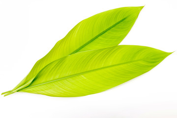 Fototapeta premium Green galangal leaves isolated on white background.