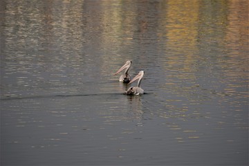 Pelican Pair