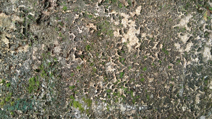 Concrete wall with green dry moss on the island