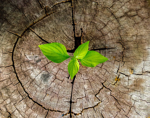 plant growing out of tree stump