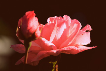 Tender rose flower covered with dew in a summer garden in early morning closeup. Retro style