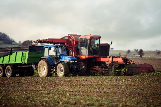 harvest beets in the fields in autumn