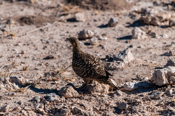 Closeup of a Crested Francolin - Dendroperdix sephaena- in Etosha National Park