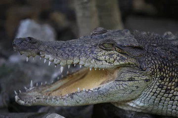 Poster Close up of Saltwater crocodile (Crocodylus porosus) © dwi