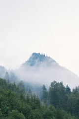 Green forest and foggy mountain peak