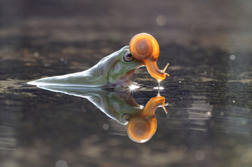 snail above the frog's head