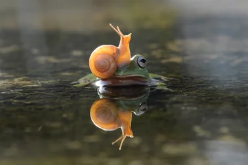 Zelfklevend Fotobehang Macrofotografie slak boven de kop van de kikker