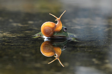 snail above the frog's head