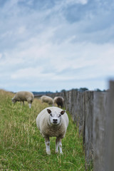 Texel sheeps looking straight at camera, a heavily muscled breed of domestic sheep from the Texel island in the Netherlands living on dyke 