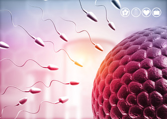 Human eggs and sperm, Sperm swimming to egg. 3d illustration.