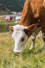 Cow browsing grass on overgrown hill