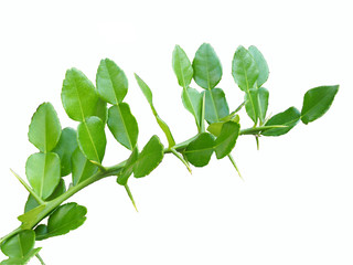 Kaffir lime leaves on white background