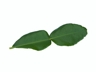 Kaffir lime leaves on white background