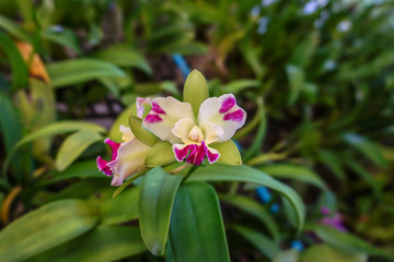 Cattleya orchids in the garden