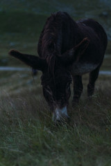 Black donkey pasturing on green hill