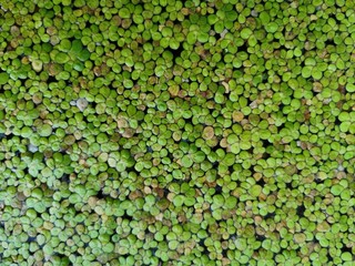 green ivy on the wall