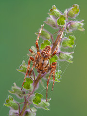 dorsal view of a mature male cross orbweaver spider, Araneus diadematus, resting on a flower. This...
