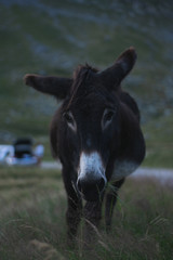 Donkey grazing on pasture in highland