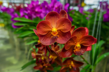 Vanda orchids in the garden