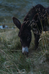 Tranquil spotted donkey grazing on pasture in highland