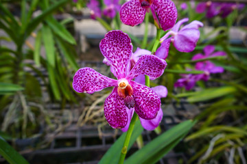 Pink ascocenda orchids in the garden