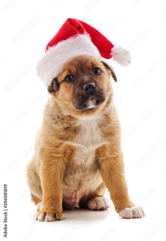 Poster dog in a christmas hat.