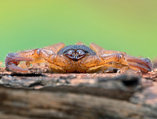 Central American bark Scorpion, Centruroides margaritatus, on bark, from the front. The flattened anatomy allows it to hide under bark