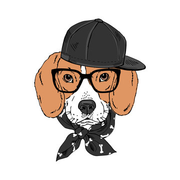 Beagle breed dog wear glasses, cap, bandana isolated on white background Symmetrical pet head portrait. Realistic hand drawn vector illustration.