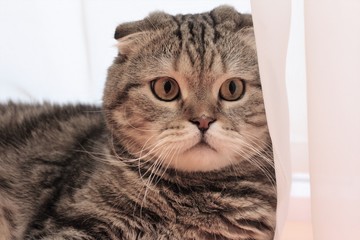 portrait of a fat, striped cat