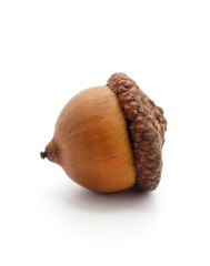 One brown acorn. © voren1