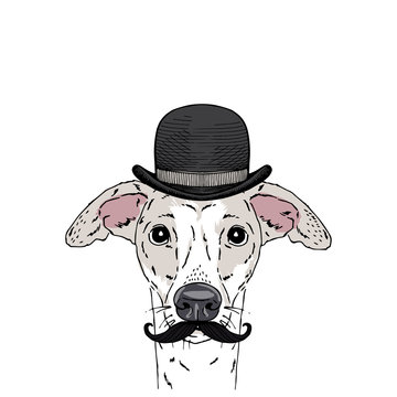 Italian Greyhound breed dog wear mustache, vintage bowler hat isolated on white background Symmetrical pet head. Realistic hand drawn vector illustration.