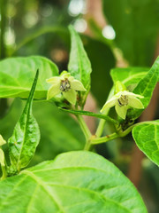 flower of  Chilli tree