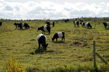 The Belted Galloway black and white cows in a misty autumn meadow in Latvia. Black and white cow on green grass pasture