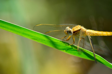 dragonfly on a plant