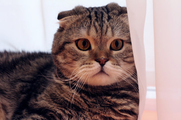 beautiful cat with stripes and hanging ears