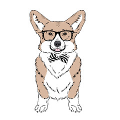 Welsh Corgi breed dog wear glasses, tie bow isolated on white background Symmetrical pet. Realistic hand drawn vector illustration.