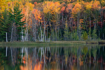 548-57 Birch & Fall Color, Council Lake