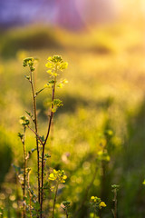 Yellow centaury / St.John's wort (Hypericum perforatum) It is also known as Yeast grass. Has antidepressant properties. Supports the functions of the digestive system!