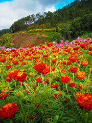 Flowers garden winter