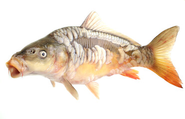 Fototapeta premium Carp fish on a white background