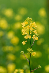 Yellow centaury / St.John's wort (Hypericum perforatum) It is also known as Yeast grass. Has antidepressant properties. Supports the functions of the digestive system!